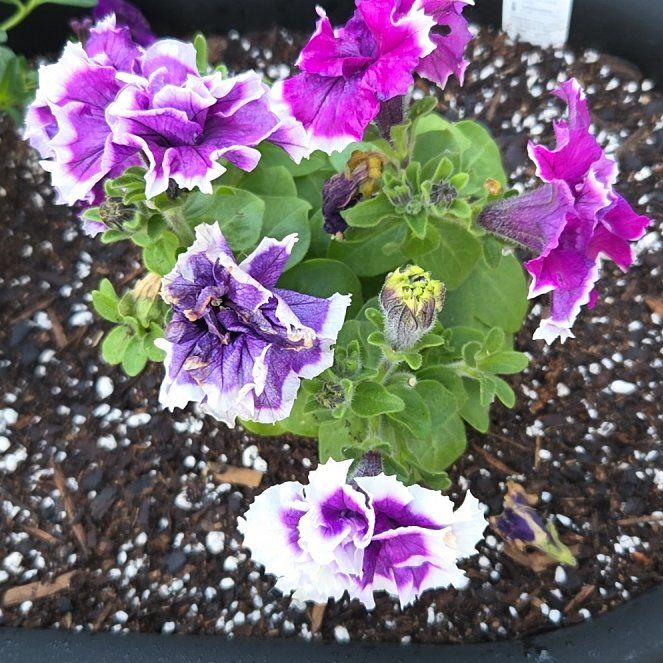 Photo of the plant species Surfinia Double Purple Petunia by @rebekahpaige92 named Lavender on Greg, the plant care app