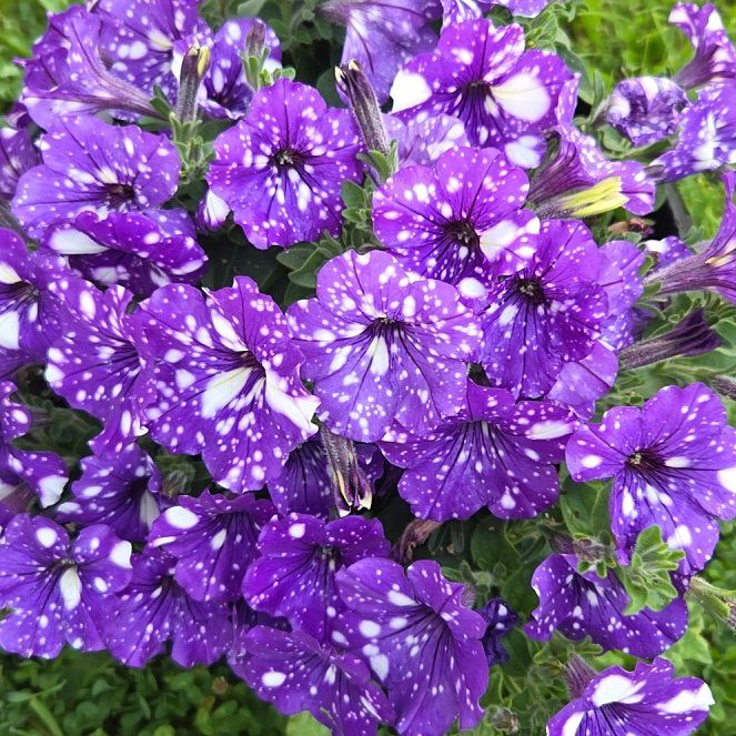 Photo of the plant species Night Sky Petunia by @rebekahpaige92 named Sonora on Greg, the plant care app