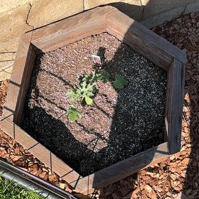 Photo of the plant species Watermelon by @LeadRedsage93 named Kesha on Greg, the plant care app