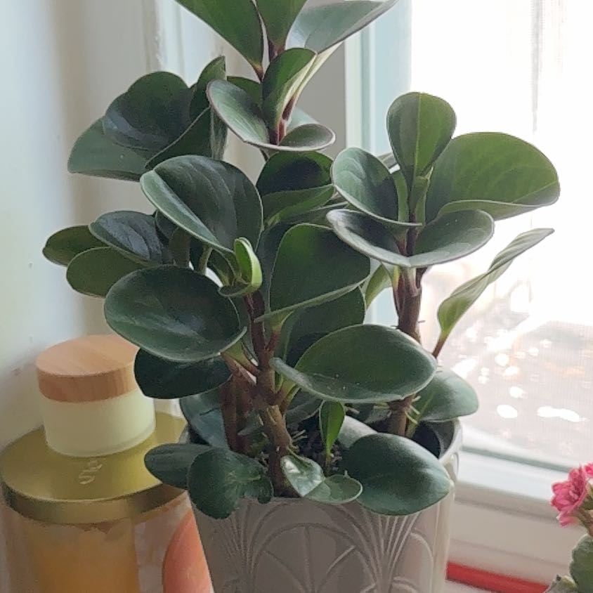 Photo of the plant species Peperomia Red Edge by @SapientAloevera named Daphne on Greg, the plant care app