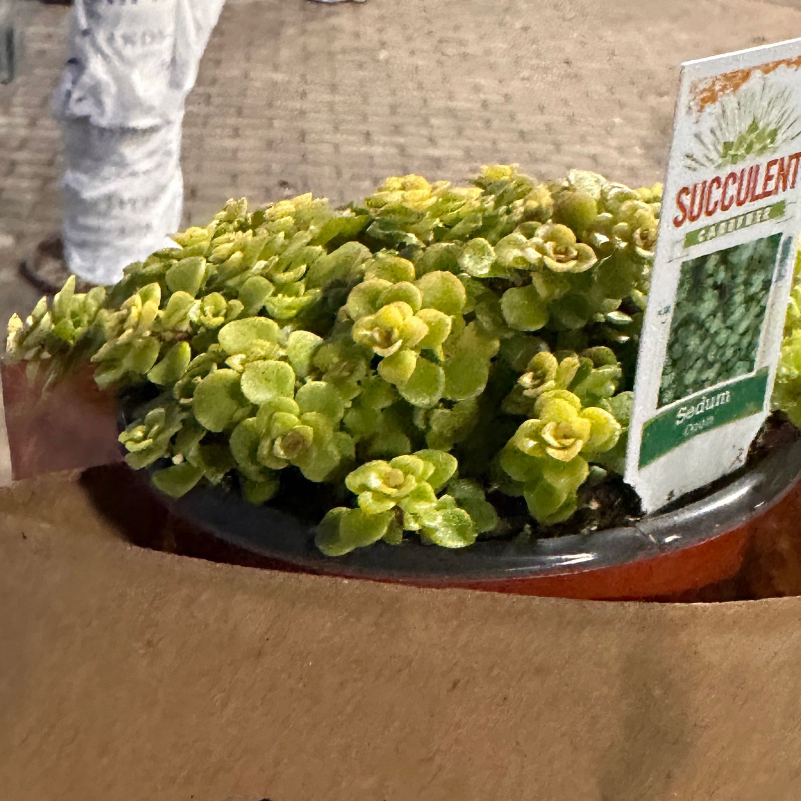 Photo of the plant species Golden Japanese Stonecrop by @TastefulCacto63 named Dax on Greg, the plant care app