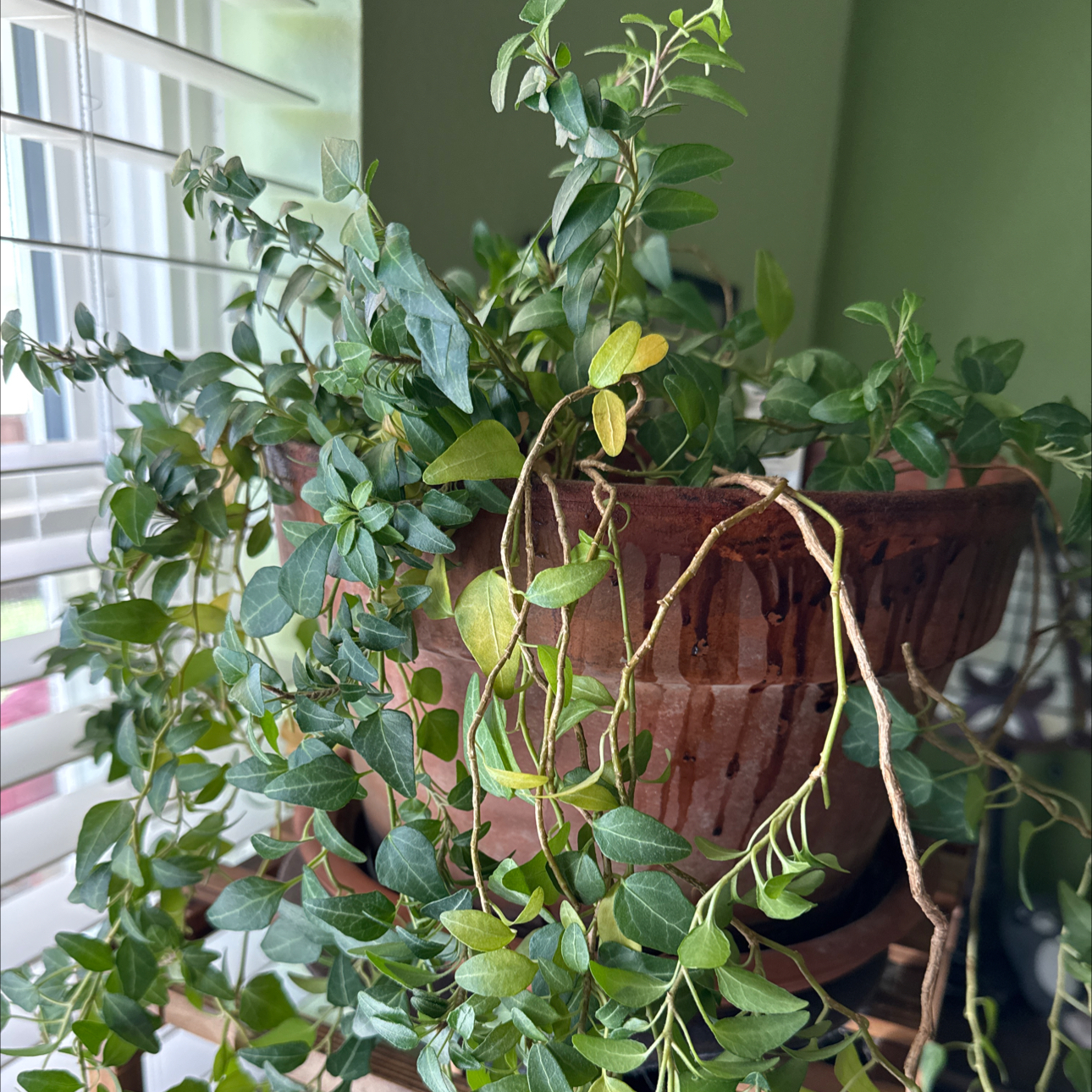 Photo of the plant species Royal Hustler Ivy by @BigEmerald39 named Taylor Swift on Greg, the plant care app