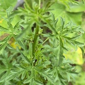 Photo of the plant species Musk Mallow by Barb named Bieber on Greg, the plant care app