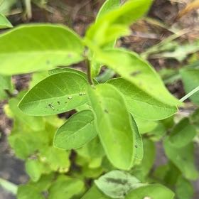Photo of the plant species Japanese Honeysuckle by Barb named Gobi on Greg, the plant care app