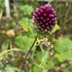 Photo of the plant species Crow Garlic by Barb named Sahara on Greg, the plant care app