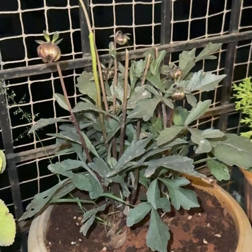 Photo of the plant species Dahlia 'Goldalia Scarlet' by @HonoredChives93 named Nemo on Greg, the plant care app