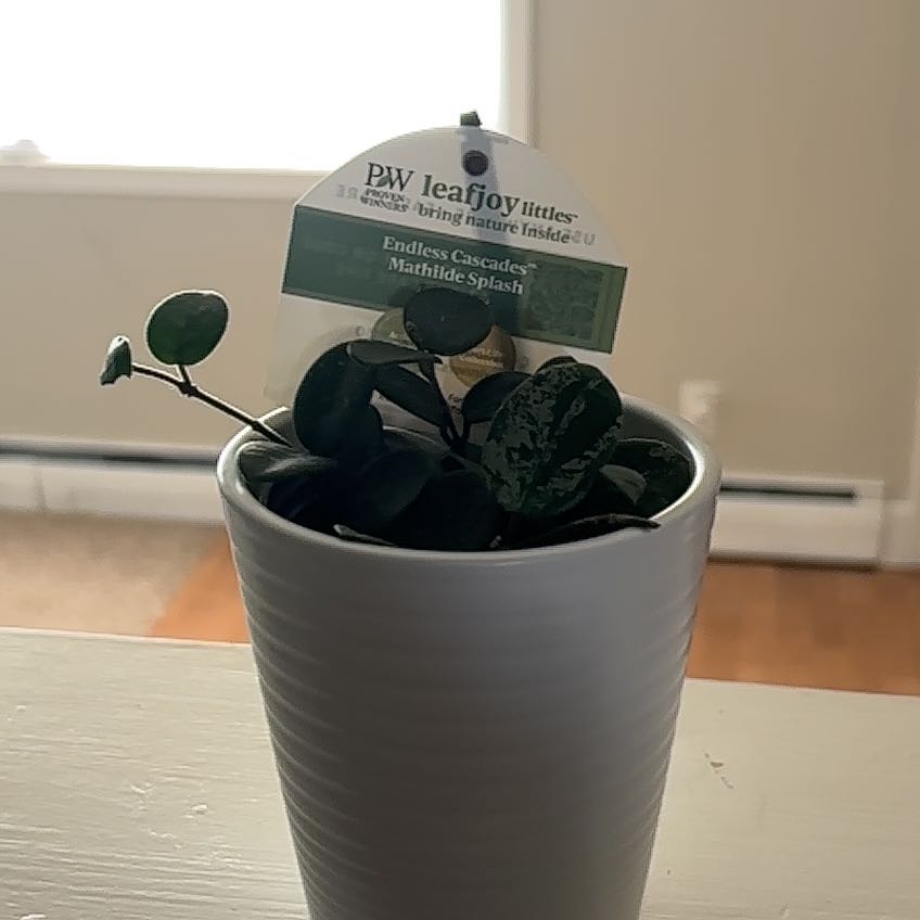 Photo of the plant species Hoya Hybrid by @SeasonedOnion named Hoyhay on Greg, the plant care app