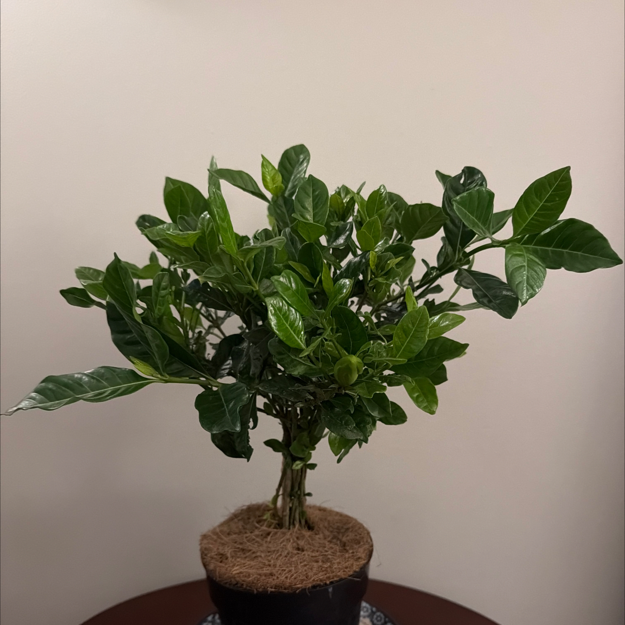 Photo of the plant species Everblooming Gardenia by @Freddyficus named Diana on Greg, the plant care app