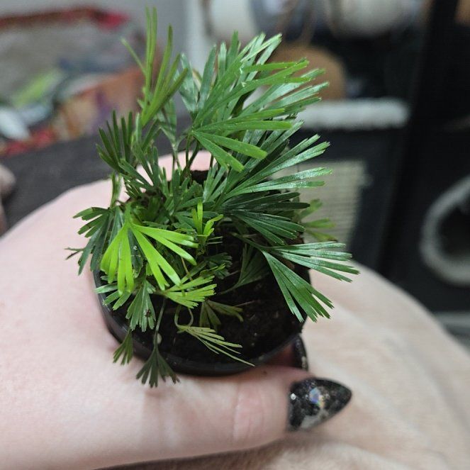 Photo of the plant species Fan Fern by @WinSuncup18 named Tolkien on Greg, the plant care app