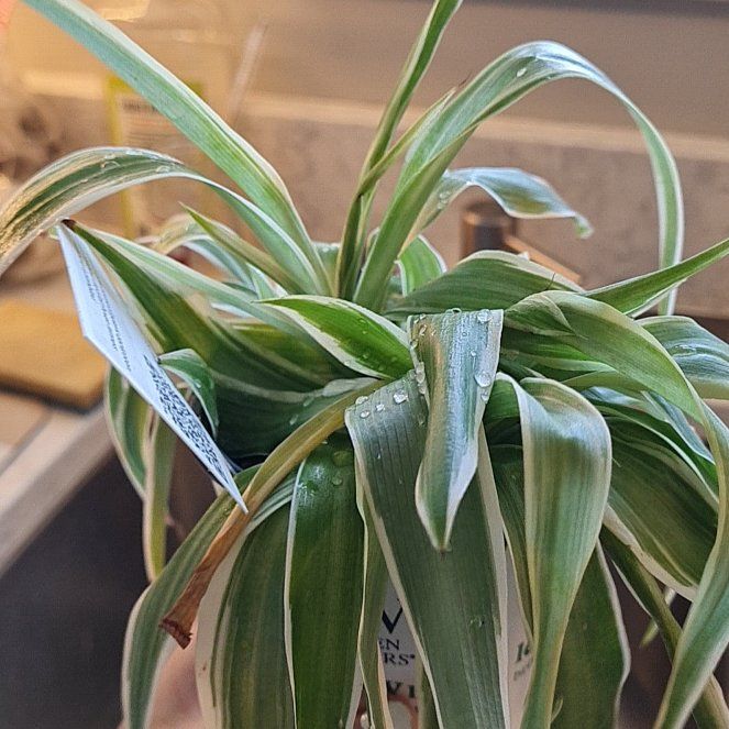 Photo of the plant species Spider plant by @BlissfulLlavea named Gaga on Greg, the plant care app