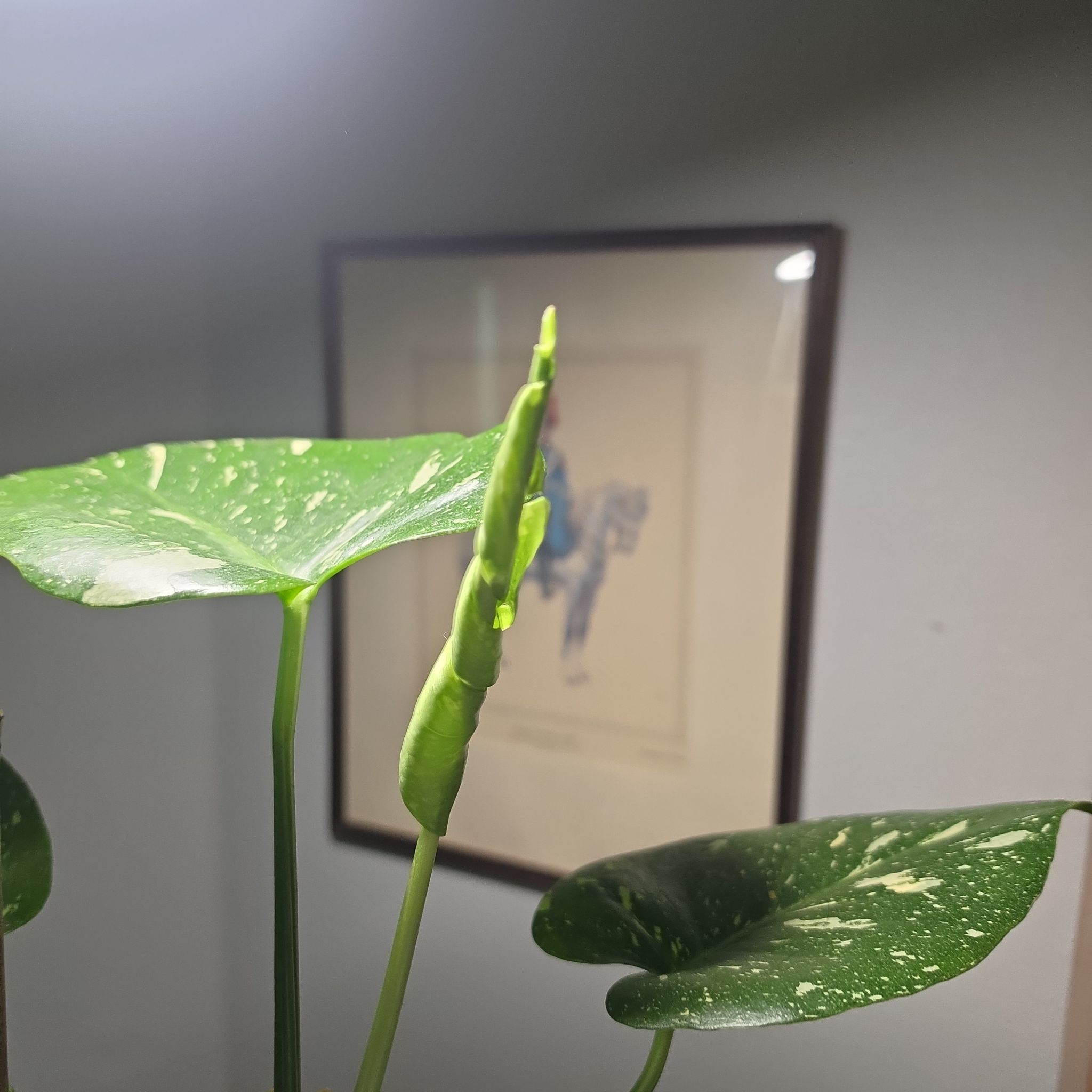 Frankenstein's Monstera