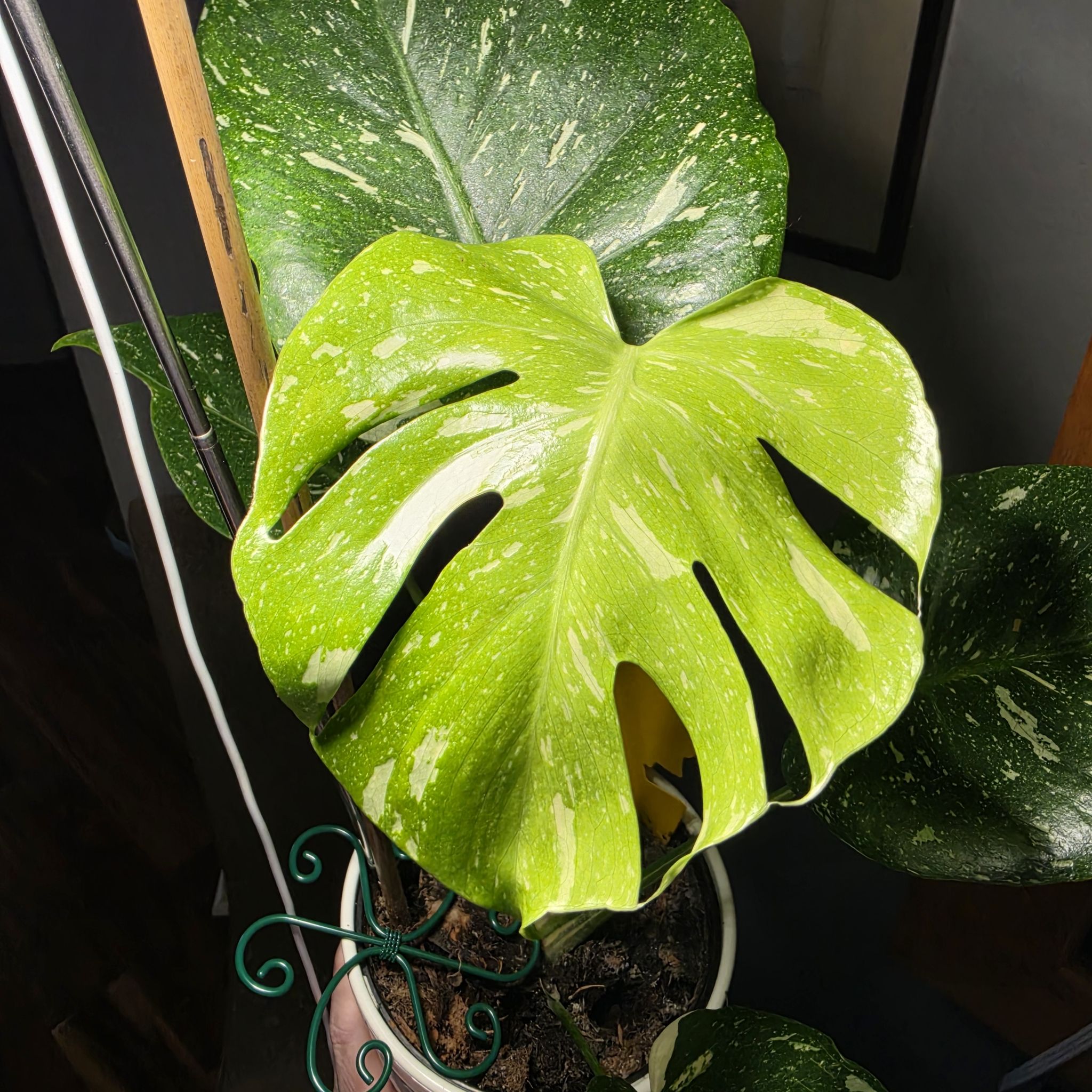 Frankenstein's Monstera