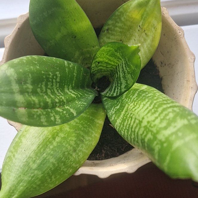 Photo of the plant species Birds Nest Snake Plant by @Mikadilla named Girlfrond on Greg, the plant care app