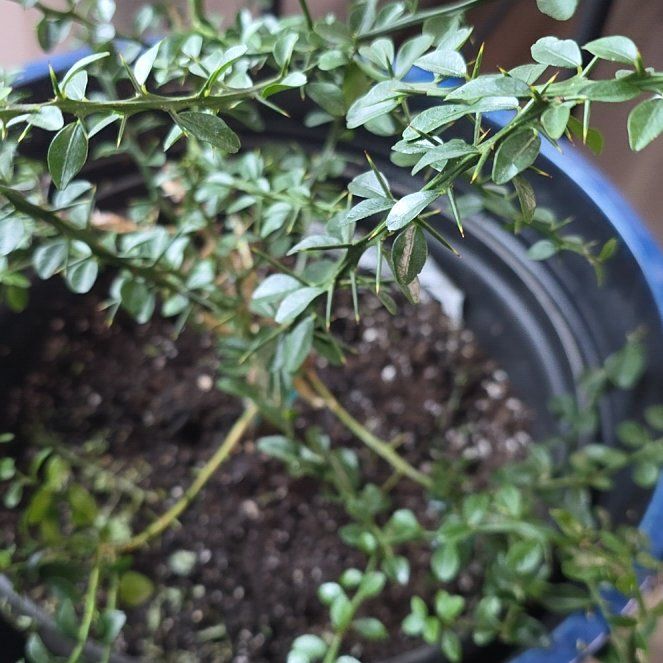 Photo of the plant species Red Finger Lime by @WhizFantasy12 named Drake on Greg, the plant care app