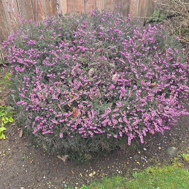 Photo of the plant species Alpine Heath by @WhizFantasy12 named Curie on Greg, the plant care app
