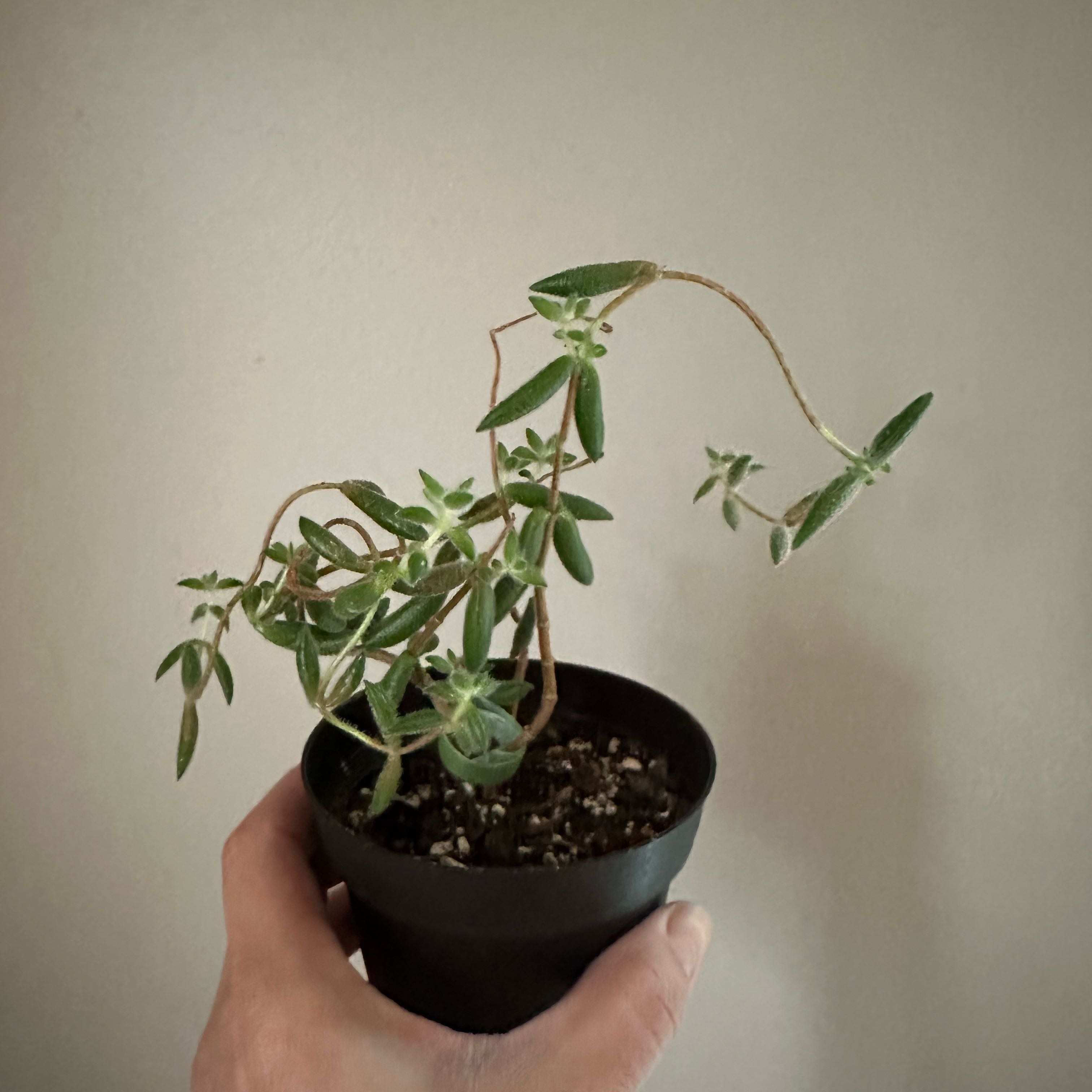 Photo of the plant species Pickle Plant by @ZenVibes33 named Baesil on Greg, the plant care app