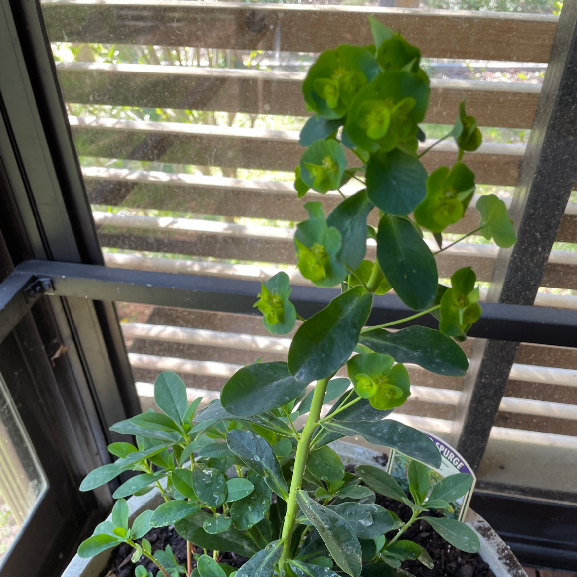 Albanian Spurge plant with green leaves and small green flowers in a pot.