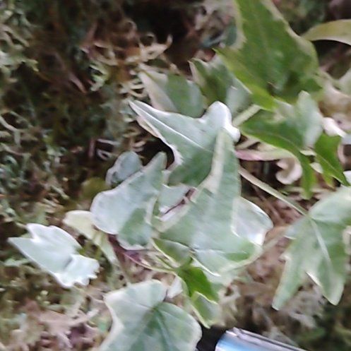 Photo of the plant species Mini Adam Ivy by @HipFrithia46 named Bella on Greg, the plant care app