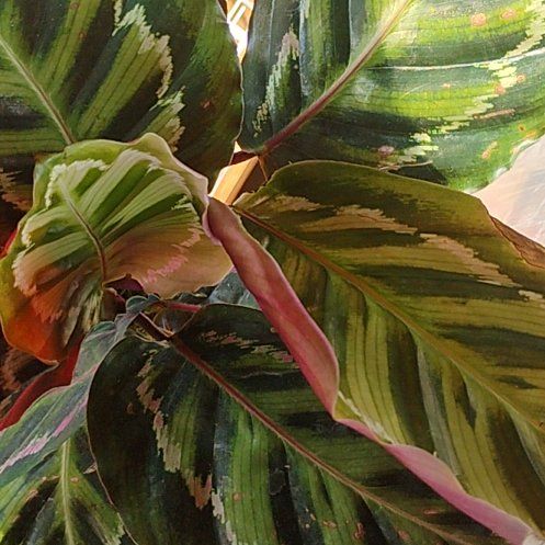 Photo of the plant species Medallion Prayer Plant by @HipFrithia46 named Captain Plant-it on Greg, the plant care app