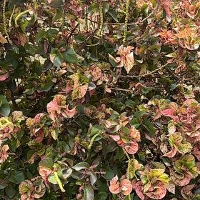 Photo of the plant species Copperleaf by @ZanyMuntingia40 named Peter Parker on Greg, the plant care app