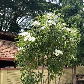Photo of the plant species Fiddle Leaf Plumeria by @ZanyMuntingia40 named Navajo on Greg, the plant care app