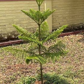 Photo of the plant species Cook Pine by @ZanyMuntingia40 named Wall-E on Greg, the plant care app
