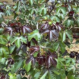Photo of the plant species Bellyache Bush by @ZanyMuntingia40 named Remington on Greg, the plant care app