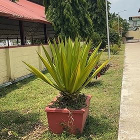 Photo of the plant species Mauritius Hemp by @ZanyMuntingia40 named Bodhi on Greg, the plant care app