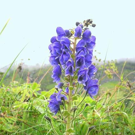Photo of the plant species Monkshood by @ZanyMuntingia40 named Sonora on Greg, the plant care app