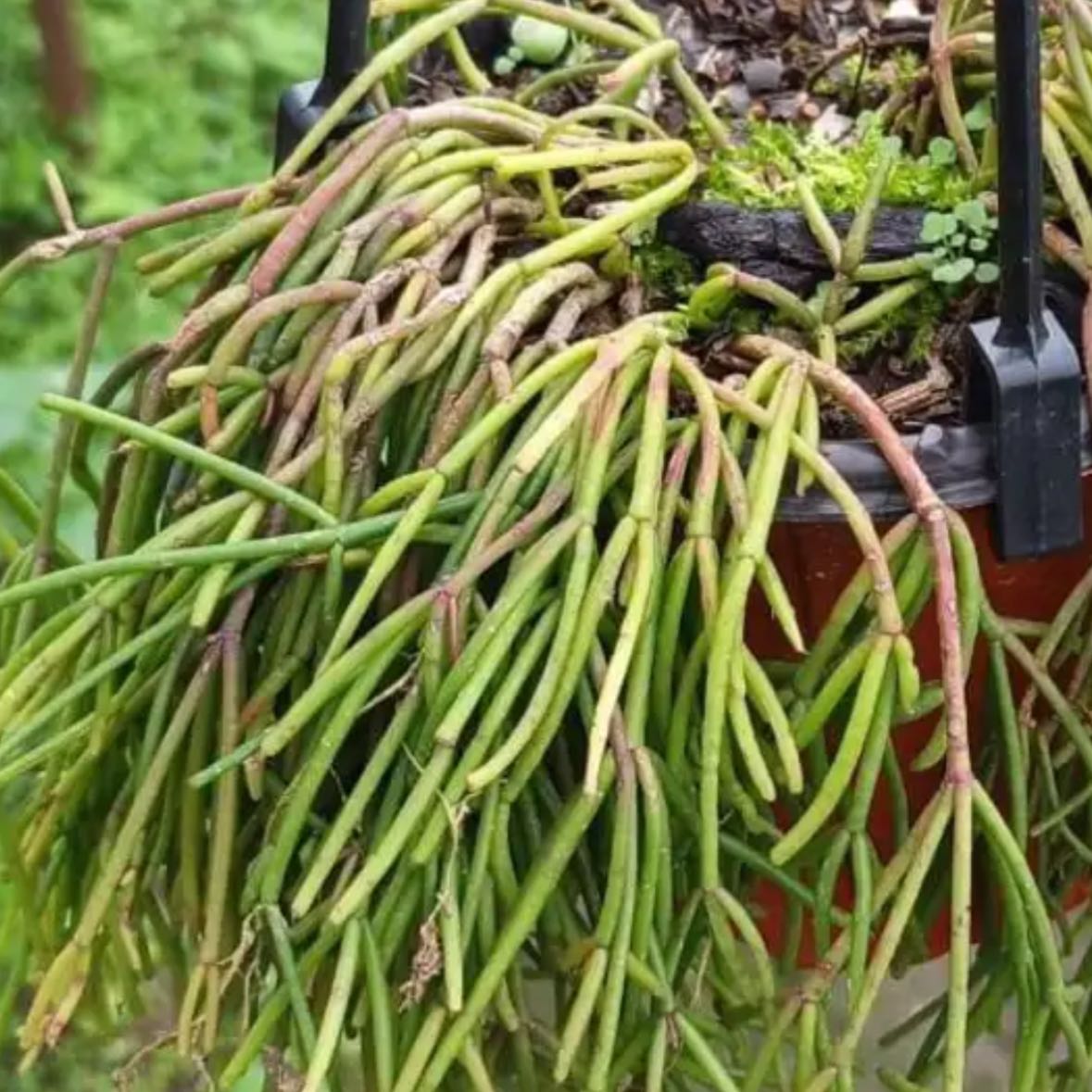 Photo of the plant species Rhipsalis baccifera by @ZanyMuntingia40 named Forrest on Greg, the plant care app