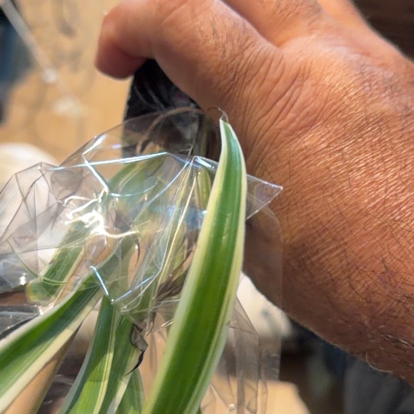 Photo of the plant species Drooping Brome by @DarlingAlocasia named Duke on Greg, the plant care app
