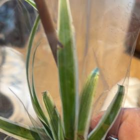 Photo of the plant species Yellow Salsify by @DarlingAlocasia named Morgan Treeman on Greg, the plant care app
