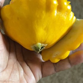 Photo of the plant species Yellow Horned Poppy by @DeftAnacua20 named Dax on Greg, the plant care app