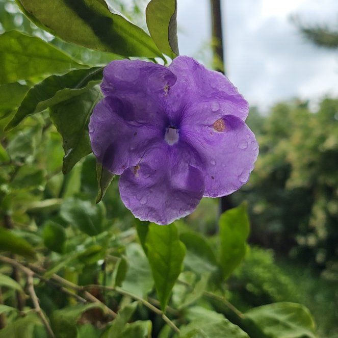 Photo of the plant species Brazil Raintree by @PeakMango50 named Terra on Greg, the plant care app