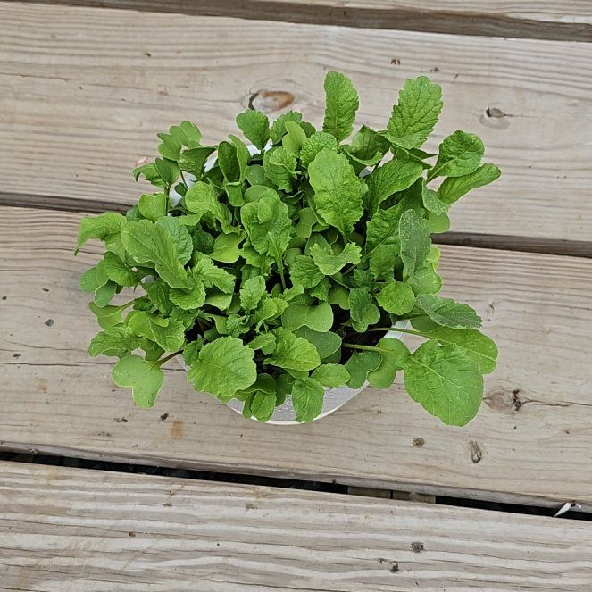 Photo of the plant species Water Cress by @CozyBluebill22 named Navajo on Greg, the plant care app