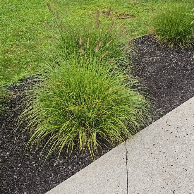 Photo of the plant species Crimson Fountaingrass by @CozyBluebill22 named Baesil on Greg, the plant care app
