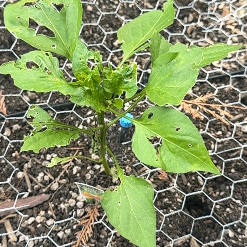 Photo of the plant species Lunchbox Yellow Pepper by @LucidAsarina34 named Gaga on Greg, the plant care app