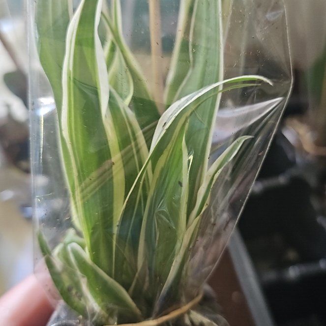 Photo of the plant species Drooping Brome by @CordialFern30 named Huckleberry Fern on Greg, the plant care app