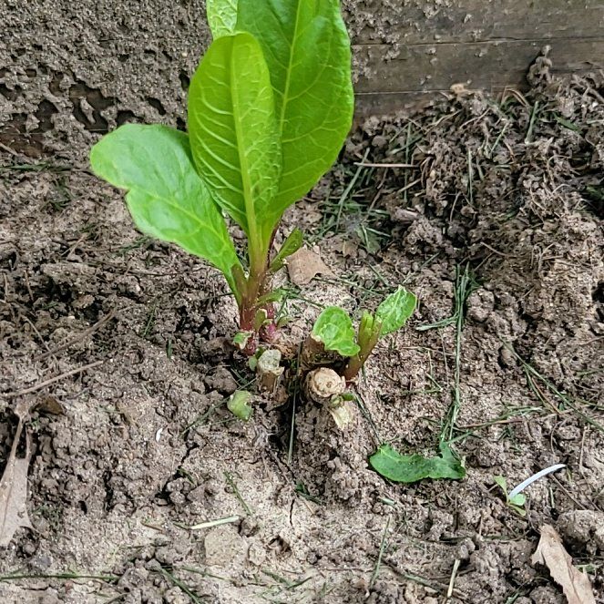 Photo of the plant species American Pokeweed by @FunnyLagunaria1 named Michelle Branch on Greg, the plant care app
