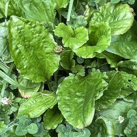 Photo of the plant species Greater Plantain by @PurePepino85 named Anne on Greg, the plant care app