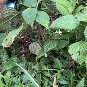 Photo of the plant species Ramie Chinese Grass by @PurePepino85 named Cleopatra on Greg, the plant care app