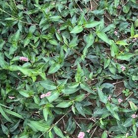 Photo of the plant species Oriental Lady's Thumb by @PurePepino85 named Orlando Bloom on Greg, the plant care app
