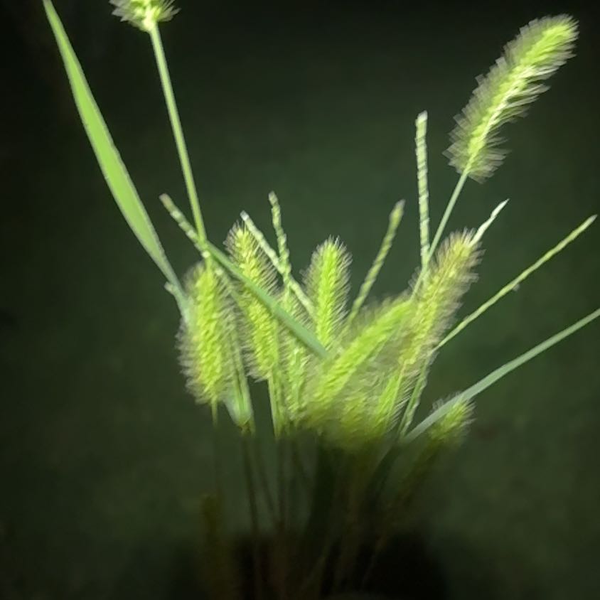 Photo of the plant species Orchard Grass by @PurePepino85 named Bieber on Greg, the plant care app
