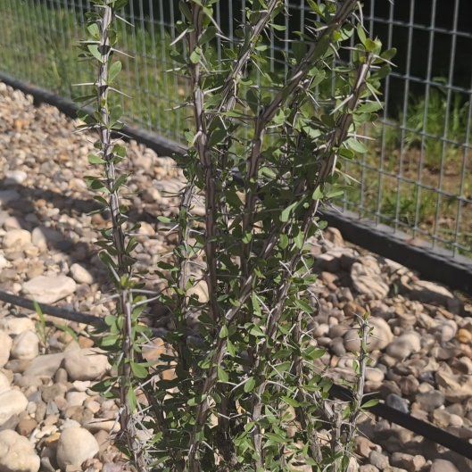 Photo of the plant species Ocotillo by @HolyMango86 named Clooney on Greg, the plant care app
