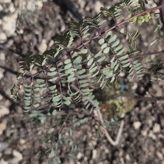 Photo of the plant species Bird-of-Paradise Shrub by @HolyMango86 named Marilyn on Greg, the plant care app
