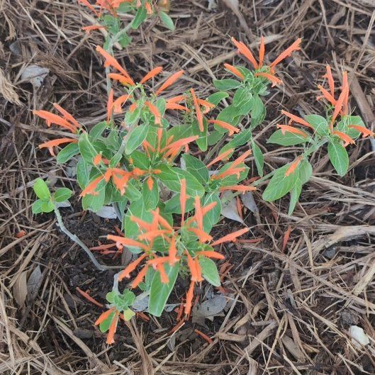 Photo of the plant species Mohintli by @HolyMango86 named Madonna on Greg, the plant care app