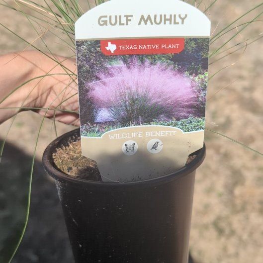 Photo of the plant species Muhly Grass by @HolyMango86 named Sigmund on Greg, the plant care app