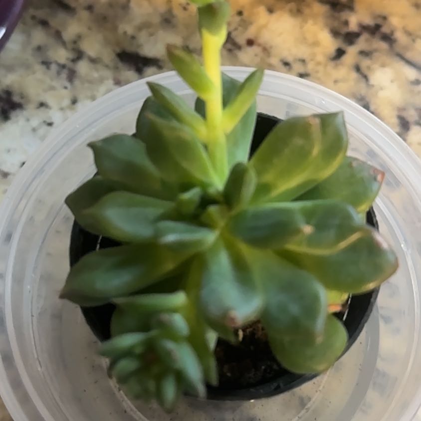 Photo of the plant species Echeveria 'Sleepy' by @UpfrontFlax13 named Rosa on Greg, the plant care app