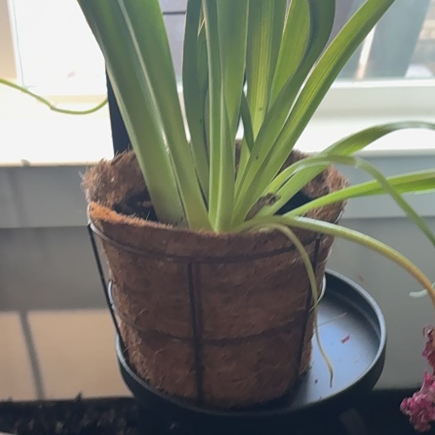 Photo of the plant species Giant Reed by @KindLionsear56 named Miley on Greg, the plant care app