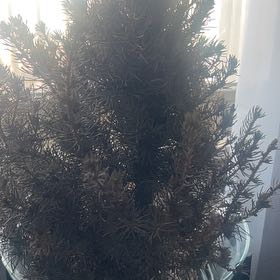 Photo of the plant species Pine Tree by @SirChervil2 named Sanders on Greg, the plant care app
